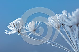 Beautiful winter background with the frozen flowers and plants. A natural pattern on plants photo