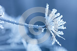 Beautiful winter background with the frozen flowers and plants. A natural pattern on plants photo