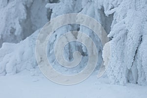 Beautiful winter background with the frozen flowers and plants. A natural pattern on plants photo