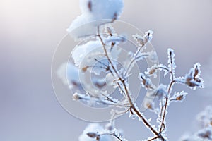 Beautiful winter background with the frozen flowers and plants. A natural pattern on plants photo