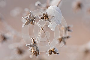 Beautiful winter background with the frozen flowers and plants. A natural pattern on plants photo