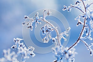 Beautiful winter background with the frozen flowers and plants. A natural pattern on plants photo