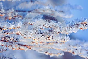 beautiful winter background of grass covered with white spiny ice and snow crystals