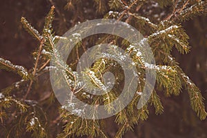 Beautiful winter background. Nice fir branches.