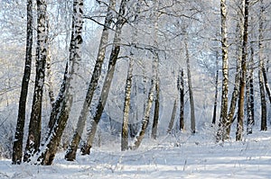 Beautiful winter birch grove in hoarfrost