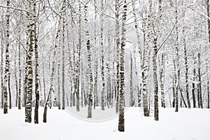 Beautiful winter birchwood