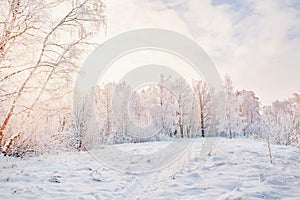 Beautiful winter Christmas landscape path leading to snow-covered trees at dawn. Seasonal features of winter