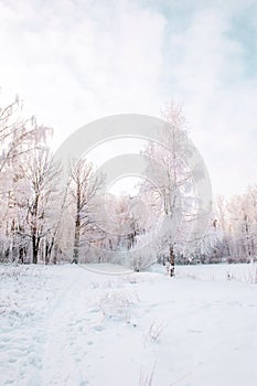 Beautiful winter Christmas landscape path leading to snow-covered trees at dawn. Seasonal features of winter