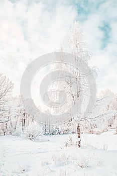 Beautiful winter Christmas landscape path leading to snow-covered trees at dawn. Seasonal features of winter