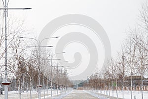 Beautiful winter city landscape with symmetry of street lamps and birch trees on white sky background