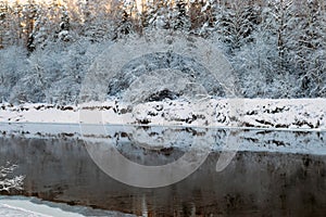 Beautiful winter cold landscape in blue tones, frost on scenic tall grass copse, winter frosty day with frost trees