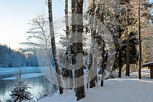 Beautiful winter cold landscape in blue tones, frost on scenic tall grass copse, winter frosty day with frost trees