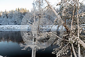 Beautiful winter cold landscape in blue tones, frost on scenic tall grass copse, winter frosty day with frost trees