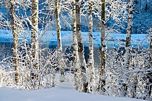 Beautiful winter cold landscape in blue tones, frost on scenic tall grass copse, winter frosty day with frost trees