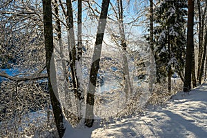 Beautiful winter cold landscape in blue tones, frost on scenic tall grass copse, winter frosty day with frost trees