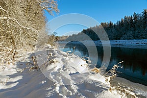 Beautiful winter cold landscape in blue tones, frost on scenic tall grass copse, winter frosty day with frost trees