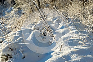 Beautiful winter cold landscape in blue tones, frost on scenic tall grass copse, winter frosty day with frost trees