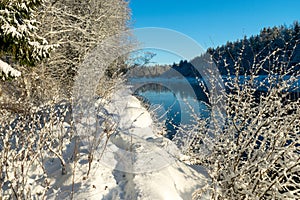 Beautiful winter cold landscape in blue tones, frost on scenic tall grass copse, winter frosty day with frost trees