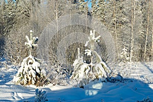 Beautiful winter cold landscape in blue tones, frost on scenic tall grass copse, winter frosty day with frost trees