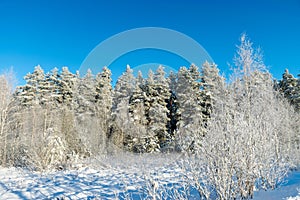 Beautiful winter cold landscape in blue tones, frost on scenic tall grass copse, winter frosty day with frost trees