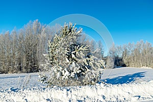 Beautiful winter cold landscape in blue tones, frost on scenic tall grass copse, winter frosty day with frost trees