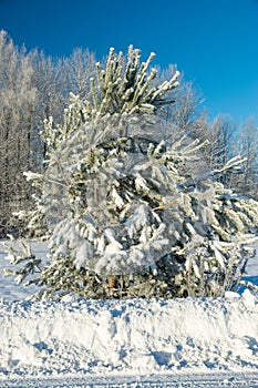 Beautiful winter cold landscape in blue tones, frost on scenic tall grass copse, winter frosty day with frost trees