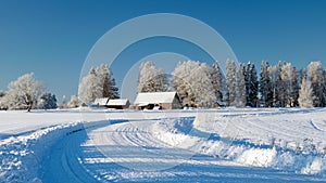 Beautiful winter cold landscape in blue tones, frost on scenic tall grass copse, winter frosty day with frost trees