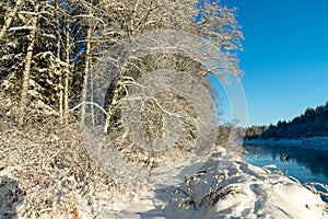 Beautiful winter cold landscape in blue tones, frost on scenic tall grass copse, winter frosty day with frost trees