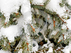 Beautiful Winter coniferous forest with trees covered frost and snow close up. Nature Winter background with snowy pine tree branc