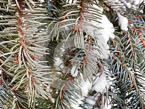 Beautiful Winter coniferous forest with trees covered frost and snow close up. Nature Winter background with snowy pine tree branc