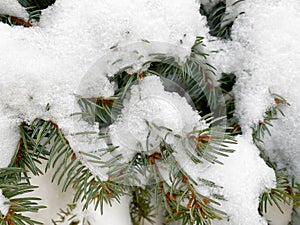 Beautiful Winter coniferous forest with trees covered frost and snow close up. Nature Winter background with snowy pine tree branc