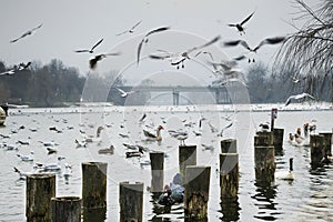 Beautiful winter day in the park, Parcul Tineretului in Bucharest. Sunset time birds flying, foggy cloudy day.Bucharest, Romania.L