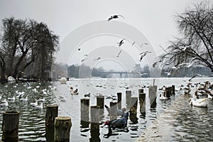 Beautiful winter day in the park, Parcul Tineretului in Bucharest. Sunset time birds flying, foggy cloudy day.Bucharest, Romania.L