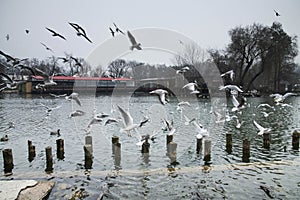 Beautiful winter day in the park, Parcul Tineretului in Bucharest. Sunset time birds flying, foggy cloudy day.Bucharest, Romania.L