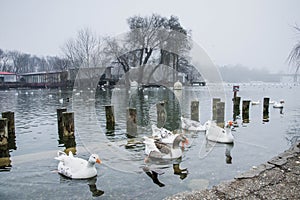 Beautiful winter day in the park, Parcul Tineretului in Bucharest. Sunset time birds flying, foggy cloudy day.Bucharest, Romania.L