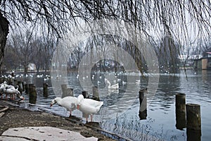 Beautiful winter day in the park, Parcul Tineretului in Bucharest. Sunset time birds flying, foggy cloudy day.Bucharest, Romania.L