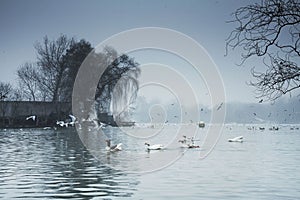 Beautiful winter day in the park, Parcul Tineretului in Bucharest. Sunset time birds flying, foggy cloudy day.Bucharest, Romania.L