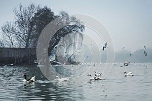 Beautiful winter day in the park, Parcul Tineretului in Bucharest. Sunset time birds flying, foggy cloudy day.Bucharest, Romania.L