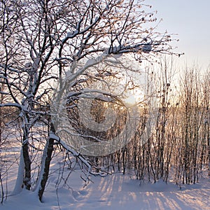 Beautiful winter day at RÃ¥neÃ¤lven