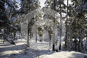 Beautiful winter day in Swedish forest