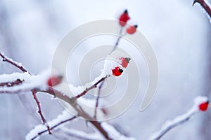 Beautiful winter detail of a snowy twig with an rose hip with an artistically background