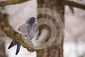 Beautiful winter dove at the branch