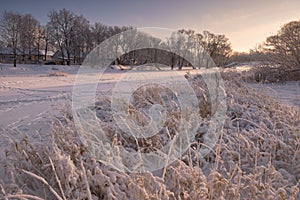 Beautiful winter evening landscape with a snow-covered frozen pond, reed with hoarfrost and houses. Winter evening in a small Russ