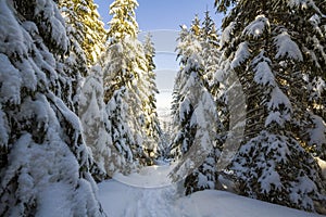 Beautiful winter fairy tale mountain landscape. Rows of tall dark green fir- trees covered with thick snow. Lonely path in forest