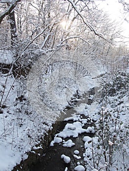 Beautiful winter forest