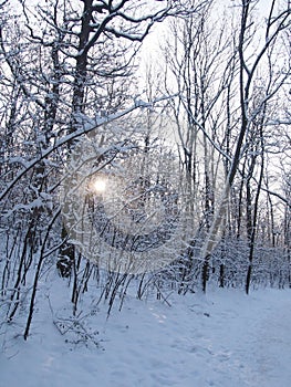 Beautiful winter forest