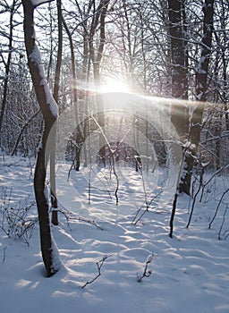 Beautiful winter forest