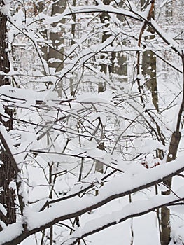 Beautiful winter forest