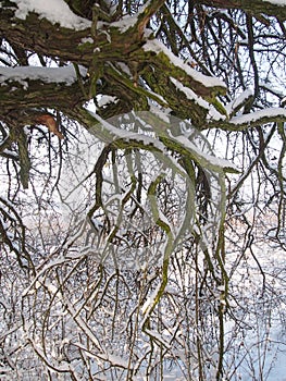 Beautiful winter forest