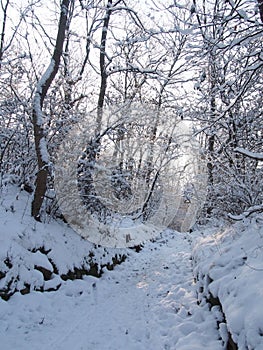 Beautiful winter forest